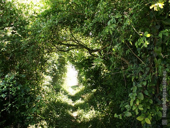 Charmant passage sur le chemin menant de Sanssat � Langy. H�las peu entretenu et de ce fait parfois difficile � franchir.